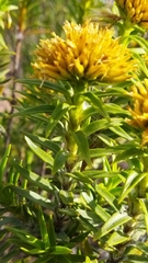 Pteronia fasciculata