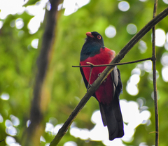 Trogon massena