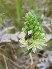Spilostethus trilineatus