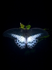 Papilio polymnestor