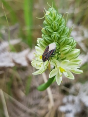 Spilostethus trilineatus