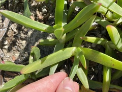 Carpobrotus