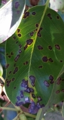 Phacidiopycnis washingtonensis