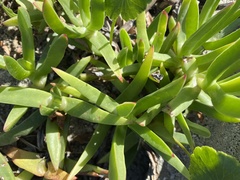 Carpobrotus
