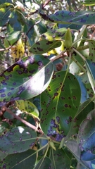 Phacidiopycnis washingtonensis