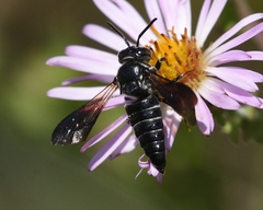 Coelioxys dolichos