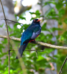 Trogon massena