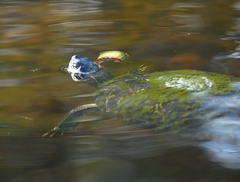 Deirochelyinae