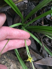 Hypoxis curtissii
