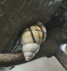 Orthalicus floridensis