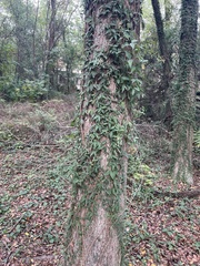 Dolichandra unguis-cati