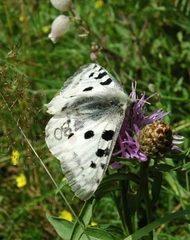 Parnassius apollo