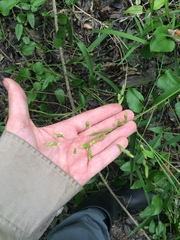 Leersia
