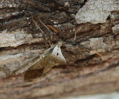 Acanthocephala alata