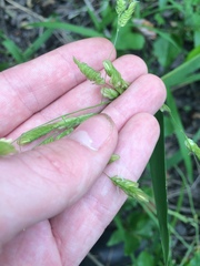 Leersia