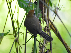 Pheugopedius rutilus