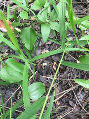 Leersia
