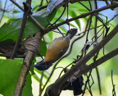 Pheugopedius rutilus
