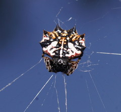 Gasteracantha sacerdotalis