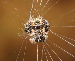 Gasteracantha sacerdotalis