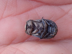 Trox