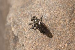 Atoniomyia