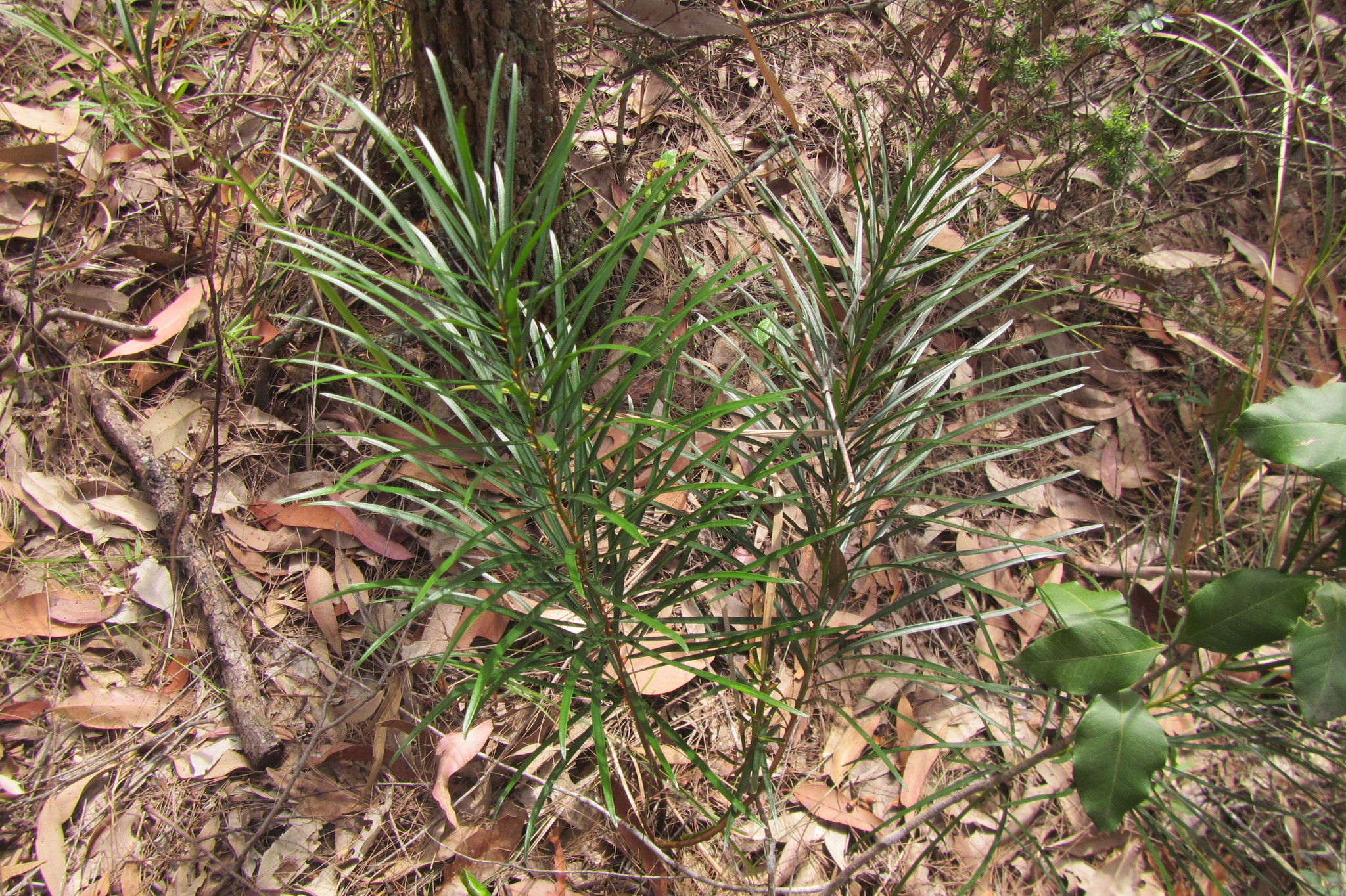 Macrozamia flexuosa
