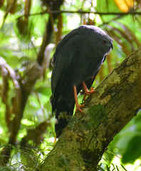 Geranospiza caerulescens