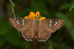 Apyrrothrix araxes arizonae