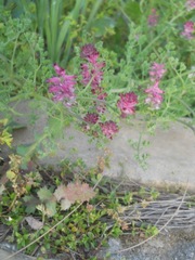 Fumaria densiflora