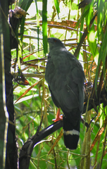 Geranospiza caerulescens