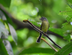 Tolmomyias sulphurescens