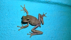 Bokermannohyla circumdata