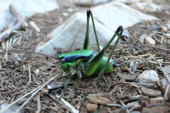 Eupholidoptera schmidti