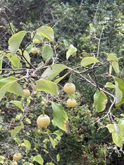 Styrax officinalis