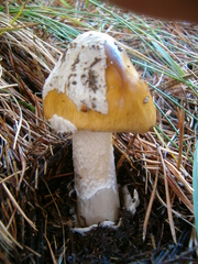 Amanita submembranacea