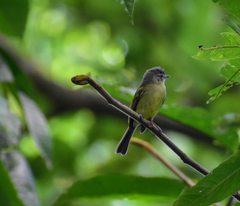 Tolmomyias sulphurescens