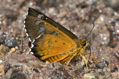Apyrrothrix araxes arizonae