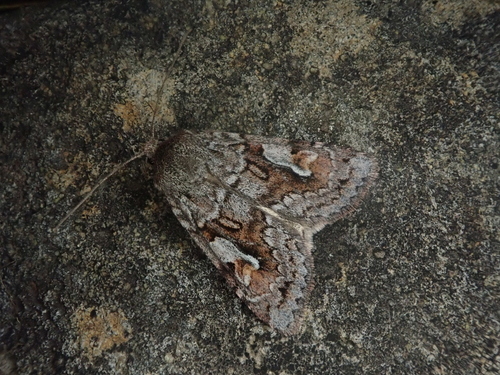 Vaccinium xestia moth