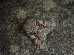 Xestia albuncula