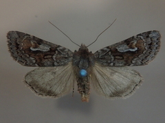 Xestia albuncula