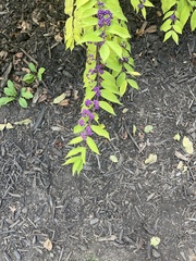 Callicarpa