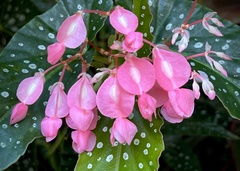 Begonia maculata