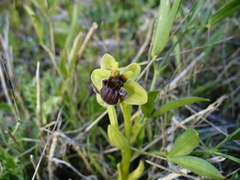 Ophrys bombyliflora