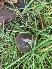 Tricholoma terreum