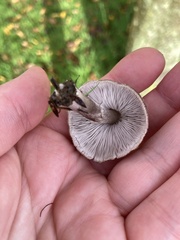 Tricholoma terreum