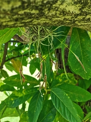 Tillandsia recurvata