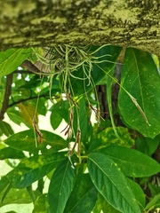 Tillandsia recurvata