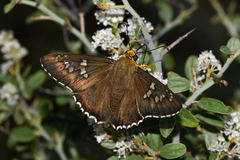 Apyrrothrix araxes arizonae