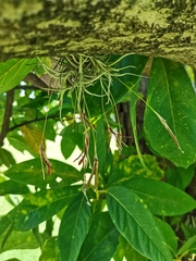 Tillandsia recurvata